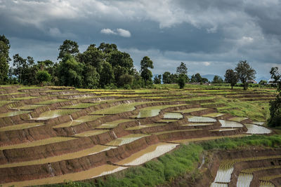 Scenic view of agricultural field against sky