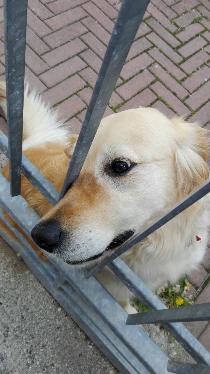 CLOSE-UP OF DOG WITH MOUTH OPEN