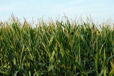 Crops growing on field against sky