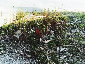 Plants growing in water