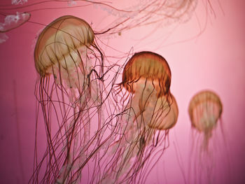 Close-up of jellyfish swimming in sea