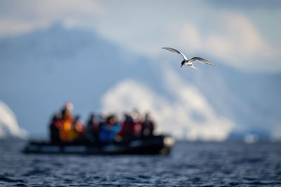 Antarctic tern flies over ocean near boat