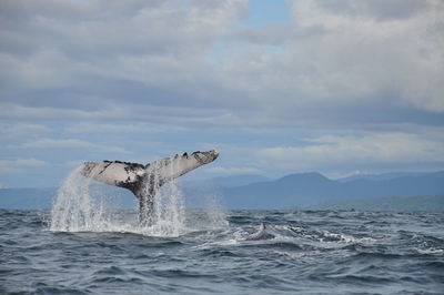 Whale in sea