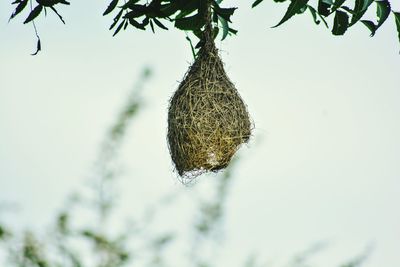 Close-up of plant hanging on tree against sky