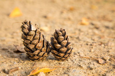 Close-up of plant