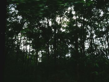 Trees in forest