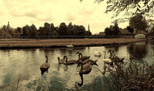 Birds on calm lake