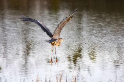 Blue heron flying over lake