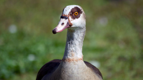 Close-up of egyptian goose