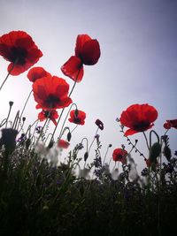 Close-up of red poppy flowers on field against sky