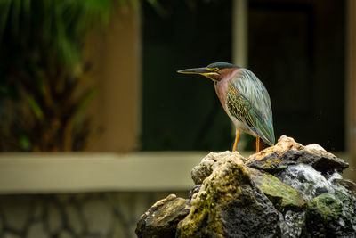 Close-up of bird perching on rock