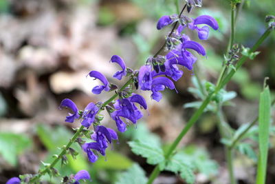 Close-up of purple flowering plant