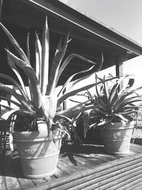 Potted plant on wall