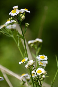 Close-up of white flowers blooming outdoors