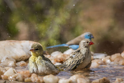 Close-up of birds in water