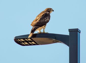 Low angle view of owl perching against clear sky