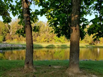 Trees by lake against sky