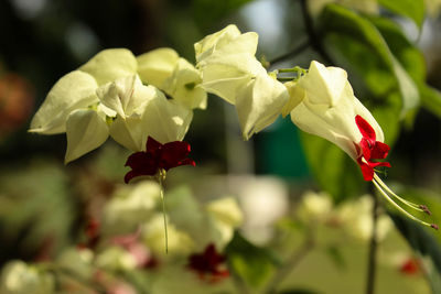 Close-up of red roses blooming outdoors