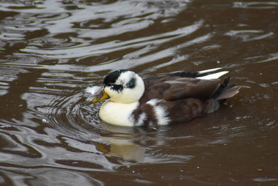 High angle view of duck swimming in lake