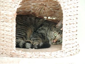 Cat relaxing in basket
