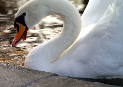 Close-up of swan swimming in lake