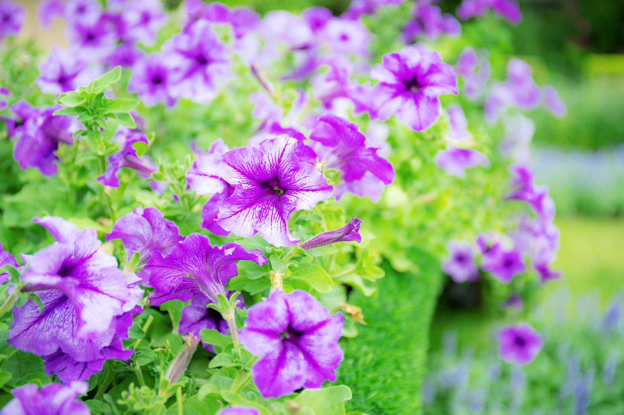 CLOSE-UP OF PURPLE FLOWERS