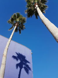 Low angle view of palm tree against blue sky