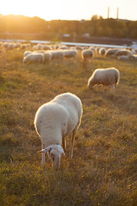 Sheep grazing in a field