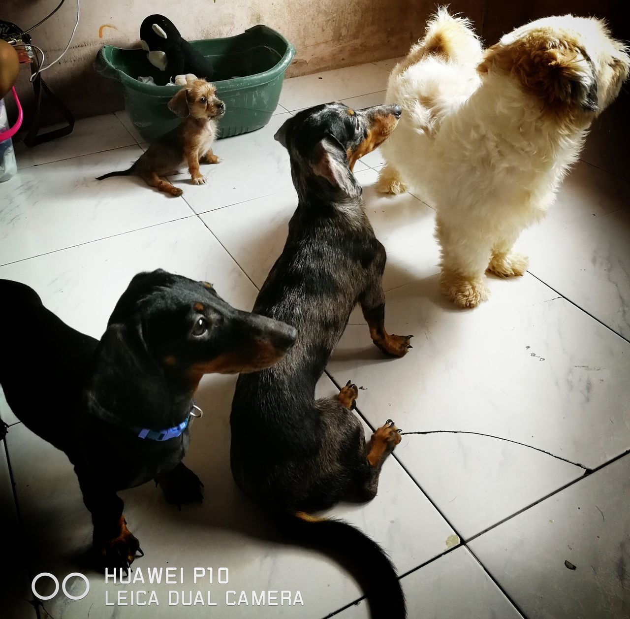 HIGH ANGLE VIEW OF DOGS IN PEN