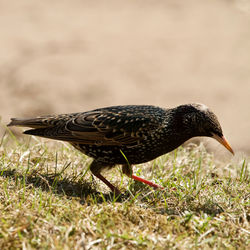 Close-up of a bird on field