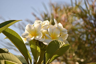 Close-up of flowers blooming against sky