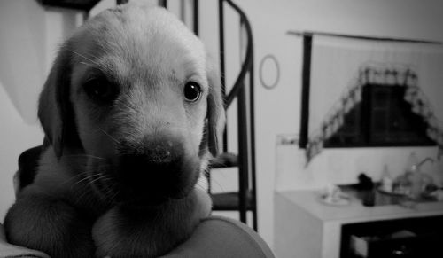 Close-up portrait of dog at home