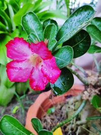 Close-up of wet pink flower