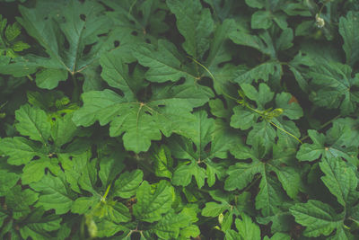 Full frame shot of green leaves