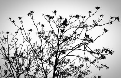 Low angle view of birds perching on tree