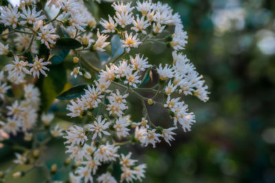 Close-up of white flowering plant