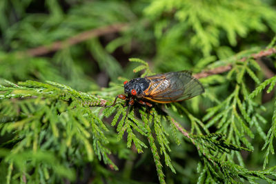 Close-up of insect on plant
