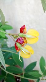 Close-up of yellow flower blooming outdoors