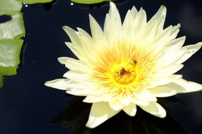 Close-up of yellow flower