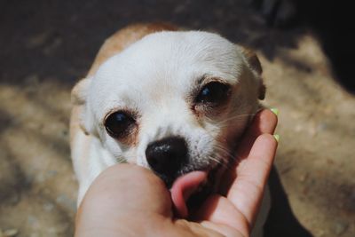 Close-up of hand touching puppy