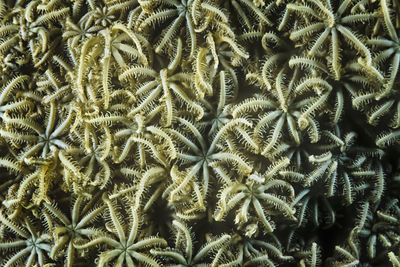 Pules coral (anthelia sp.), a type of soft coral, madagascar.
