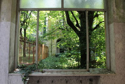 Plants seen through window