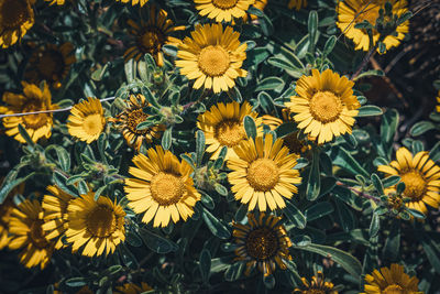 High angle view of yellow flowering plants