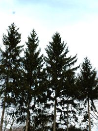 Low angle view of trees against sky