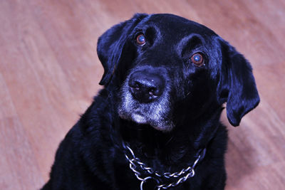 Close-up portrait of black dog