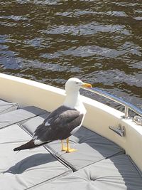 Side view of seagull in water