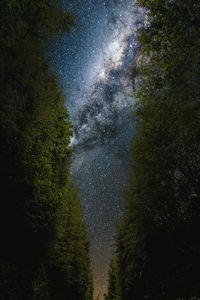 Low angle view of trees in forest against sky at night