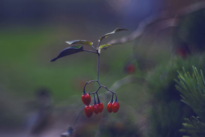 Close-up of red berries on plant