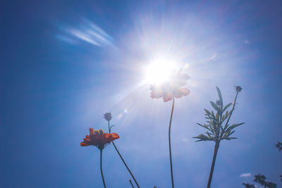 Low angle view of plant against blue sky
