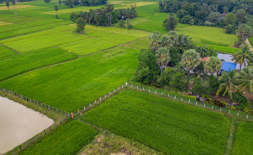 High angle view of agricultural field